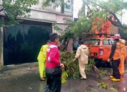 Gercep..!! Babinsa Kelurahan Nusukan Bantu Evakuasi Pohon Tumbang di Wilayah Binaan