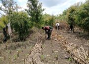 Babinsa Juwangi Dampingi Petani Tingkatkan Swasembada Pangan