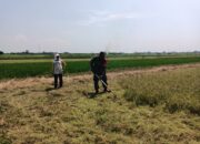 Capai Swasembada Pangan, Babinsa Wonosari Kodim 0723/Klaten Dampingi Petani Penyiapan Lahan