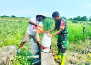 Babinsa Koramil Polanharjo Bantu Petani Rawat Tanaman Cabe, Ini Kata Danramil Polanharjo