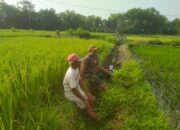 Babinsa Koramil Klaten Utara Bantu Petani Mencangkul Di Sawah Desa Jonggrangan