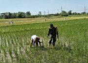 Tingkatkan Hasil Panen, Babinsa Koramil Klaten Utara Bantu Petani Bersihkan Gulma