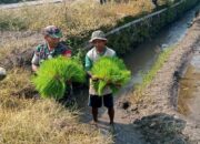 Babinsa Desa Sekaran Koramil Wonosari Dampingi Petani Tanam Bibit Padi Inpari 32