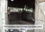 Penyebab Kematian Beberapa Sapi di Tanah Merah Sampang Masih Misteri, Begini Keterangan PJ Kades