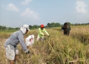 Ringankan Petani Binaan, Babinsa Koramil Klaten Utara Bantu Panen Padi Di Desa Sekarsuli