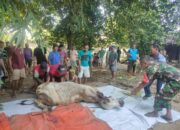 Babinsa Koramil 22 Wonosari Kodim 0723 Klaten Bantu Warga Penyembelihan Hewan Kurban