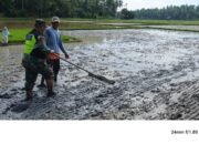 Jelang Tanam Padi, Babinsa Koramil 08/Gandapura Bantu Petani Ratakan Tanah Sawah.