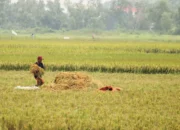 Ribuan Petani Tidak Ter-Cover Pupuk Bersubsidi Pemkab Bangkalan Benahi Data E-RDKK