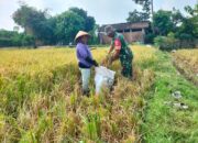 Babinsa Desa Sekaran Bantu Panen Padi, Dukung Swasembada Pangan Nasional