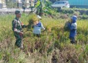 Babinsa Desa Kingkang Koramil Wonosari Bantu Petani Masa Panen Padi