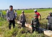 Hama Tikus Banyak, Babinsa Koramil Wonosari Bersama Kelompok Tani Lakukan Gropyokan Tikus