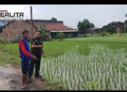 Terjun Ke Sawah, Babinsa Kadipiro Berikan Motivasi Kepada Petani, Tingkatkan Ketahanan Pangan Wilayah