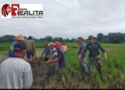 Babinsa Koramil 14/Karanganom Basmi Tikus Di Lahan Pertanian Desa Jambean Klaten