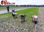 Babinsa Desa Sribit Klaten Dampingi Penyiangan Gulma Padi Sukseskan Program Pertanian Pemerintah