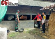 Babinsa Japanan Koramil Cawas Klaten Lakukan Pemantauan Dan Pendataan Hewan Ternak Terkait PMK