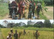 Sukseskan Ketahanan Pangan, Pasiter Kodim 0735/Surakarta Bersama Anggota Koramil 01/Laweyan, Bantu Petani Panen Padi