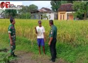 Petani Desa Belangwetan Dapat Sosialisasi Serapan Gabah Dari Babinsa Koramil Klaten Utara