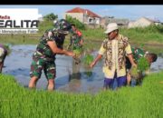 Tingkatkan Swasembada Pangan, Kodim Surakarta Terjunkan Babinsanya Bantu Petani Tanam Padi