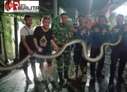 Gercep…!!! Babinsa Kampung Baru Bersama Petugas Damkar Berhasil Evakuasi Penemuan Ular Piton di Pemukiman Warga