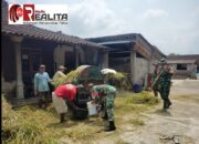 Memanen Padi Di Desa Tulung Klaten, Babinsa Kodim Klaten Turun Bantu Petani