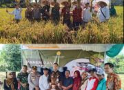 Panen Raya Serentak, Dandim 0723 Klaten Hadiri Panen Raya Padi Di Desa Ceper, Klaten