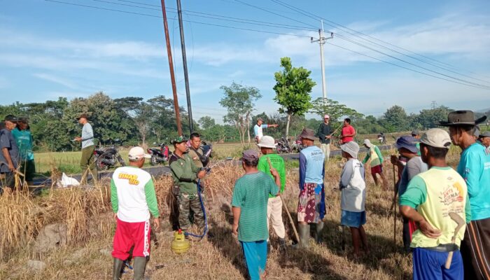 Babinsa Koramil Karanganom Bersama Kelompok Tani Brantas Hama Tikus Di Persawahan Desa Tarubasan Klaten