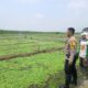 Polsek Krembung Dampingi Petani Kangkung, Mendukung Program Ketahanan Pangan