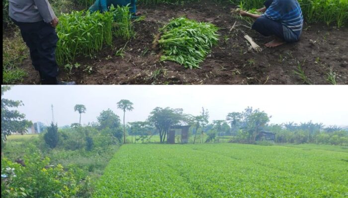 Tanaman Kangkung Bergizi, Dukung Ketahanan Pangan Polresta Sidoarjo