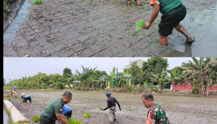 Pendampingan Penanaman Padi Oleh Babinsa Koramil 22 Wonosari Di Desa Bentangan Klaten
