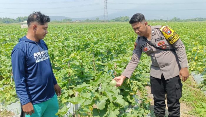 Tanaman Buah Melon Tunjang Program Ketahanan Pangan Polresta Sidoarjo
