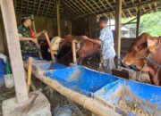 Dukung Ketahanan Pangan Sektor Peternakan, Babinsa Kadipiro Sambangi Peternakan Sapi, Berikan Motivasi Dan Semangat Kerja
