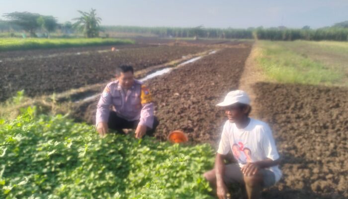 Sayur Mayur Desa Jiken, Bagian Ketahanan Pangan Polresta Sidoarjo