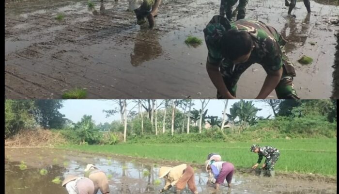 Bantu Petani, Babinsa Koramil 14/Karanganom Dampingi Penanaman Padi Di Desa Jurang Jero Klaten