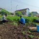 Tanaman Kangkung Dukung Program Ketahanan Pangan Polresta Sidoarjo