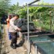 Aquaponik Tanaman Melon, Penguatan Program Asta Cita Ketahanan Pangan Polresta Sidoarjo