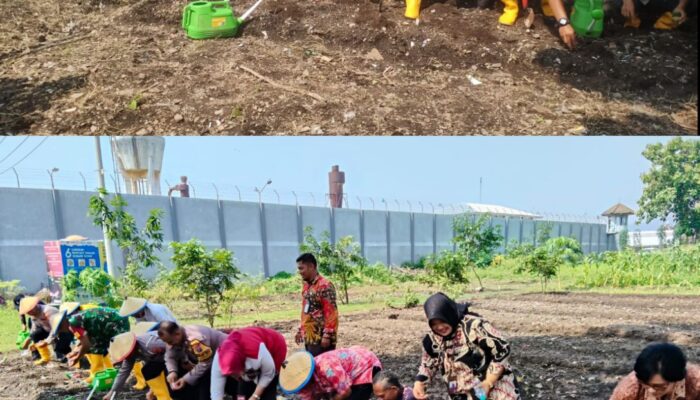 Tanam Bersama Bibit Jagung Hibrida, Pada Lahan P2B Lapas 1 Surabaya