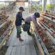 Bhabinkamtibmas Giat Pengecekkan, Memastikan Swasembada Pangan Tingkatkan Ayam Petelur