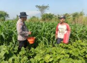 Metode Sederhana Kacang Hijau Dan Jagung Dukung Ketahanan Pangan Polresta Sidoarjo