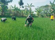 Dampingi Petani Binaan, Babinsa Koramil 24 Klaten Utara Bersihkan Gulma Dan Tinjau Pompanisasi Di Barenglor