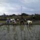 Babinsa Koramil 20/Cawas Dampingi Penanaman Padi Di Desa Nanggulan Dorong Optimalisasi Sektor Pertanian