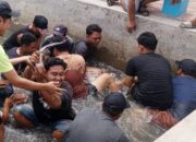Kolam Pancing ” Mbah Lom”, Gelar Tangkap Ikan Lele Pita Berhadiah