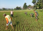 Wujud Kepedulian TNI, Babinsa Koramil 02/Jogonalan Turun ke Sawah Bersama Petani Ngudi Tentrem Klaten
