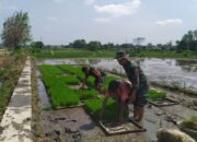 Perkuat Ketahanan Pangan, Babinsa Kebonarum Klaten Turun Ke Sawah