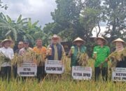 Ketua DPC Gerbang Tani dan Jajaran Pengurus PKB Dampingi Petani Melalui Demplot Tanaman Padi