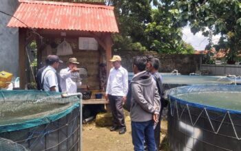 Budidaya Lele Jadi Andalan Pemkab Bangkalan: Dorong Bisnis Perikanan, Penuhi MBG, dan Naikkan PAD