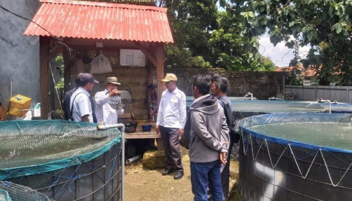 Budidaya Lele Jadi Andalan Pemkab Bangkalan: Dorong Bisnis Perikanan, Penuhi MBG, dan Naikkan PAD