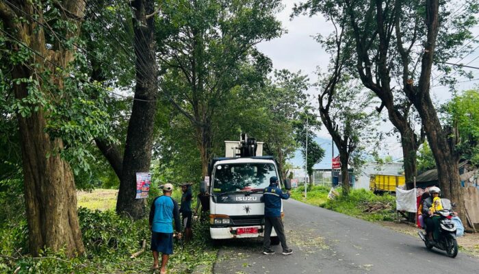 Cegah Pohon Roboh Menimpa Pengguna Jalan,Dinas SDA Bina Marga dan Bina Kontruksi Lakukan Perantingan Pohon di Pandaan–Bangil Jelang Lebaran