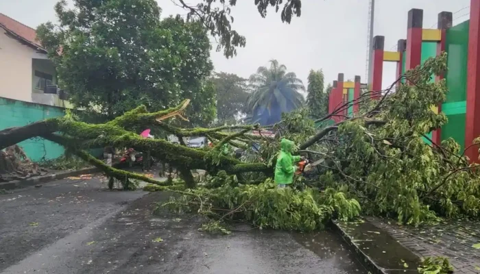 Cuaca Ekstrem Masih Mengintai Jawa Timur hingga 28 Februari: Pohon Tumbang di Bangkalan Jadi Peringatan Dini