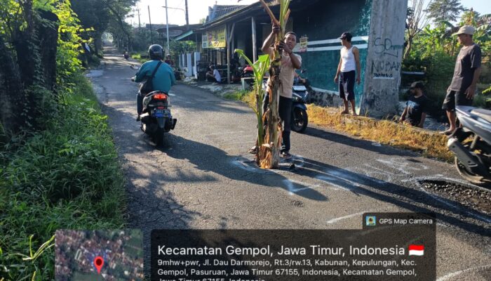 Gorong – Gorong Jebol,Warga Tanam Pohon Pisang di Ruas Kepulungan–Randupitu