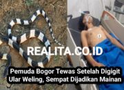 Pemuda Bogor Tewas Setelah Digigit Ular Weling, Sempat Dijadikan Mainan